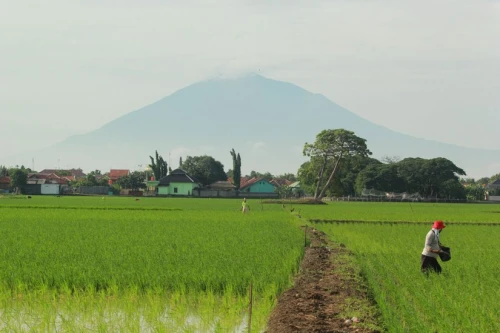 Bolehkah Lahan Pertanian Pangan Berkelanjutan Tergerus Pembangunan Infrastruktur? | KF Map – Digital Map for Property and Infrastructure in Indonesia